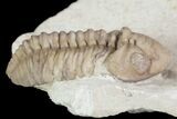 Detailed, Long Kainops Trilobite - Oklahoma #95683-2